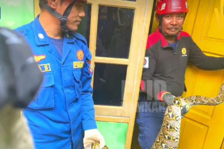 Makan Ternak Warga, Ular Piton Ukuran 2,5 Meter Diamankan
Telah dibaca : 756 Kali.