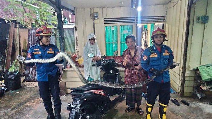 Evakuasi Ular Dari Pemukiman, Masyarakat Harus Lebih Waspada