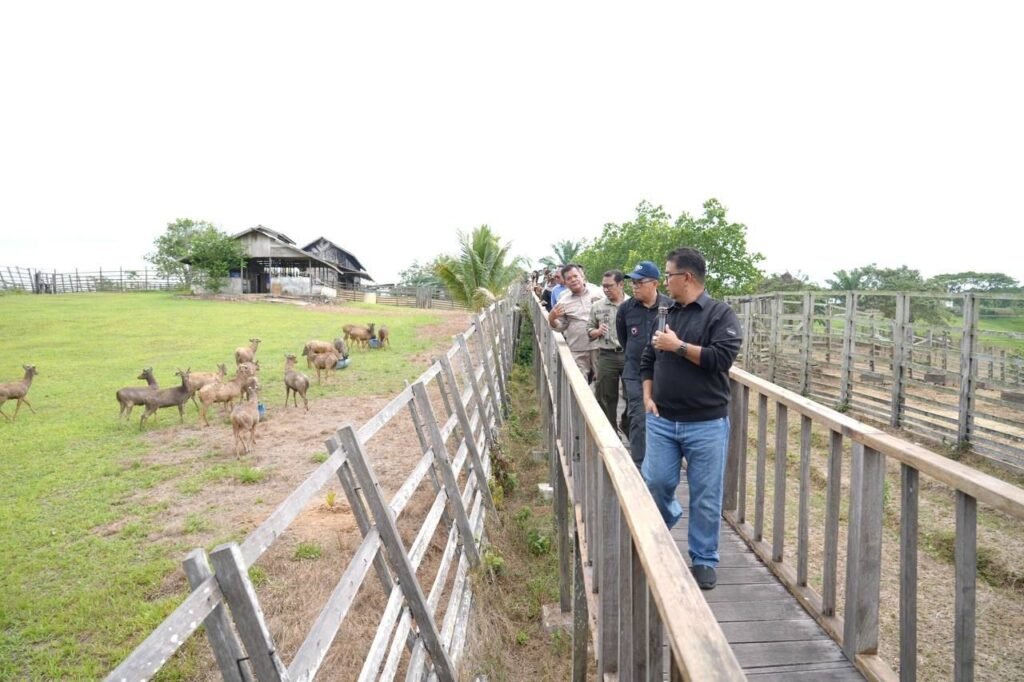 Dari 80 Jadi 217 Ekor, Akmal Malik Puji Keberhasilan UPTD PTHPT Kelola Penangkaran Rusa Penjabat (Pj) Gubernur Kalimantan Timur (Kaltim) Akmal Malik memuji keberhasilan UPTD Pembibitan Ternak Hijauan Pakan Ternak (PTHPT) Dinas Peternakan dan Kesehatan Hewan Provinsi Kaltim dalam budidaya rusa sambar.