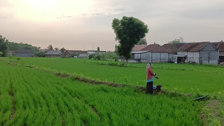 Hujan yang tak kunjung datang di sekitar Kabupaten Lamongan dan Gresik, Jawa Timur (Jatim) membuat areal persawahan mengering.