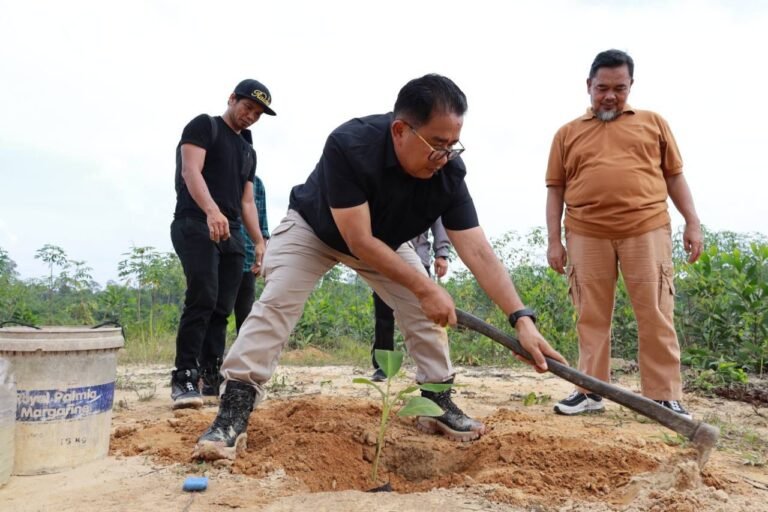Pemerintah Provinsi Kalimantan Timur (Kaltim) melakukan penanaman 1.000 bibit pohon pisang kepok grecek di km 24 Jalan Soekarno Hatta Balikpapan Utara.