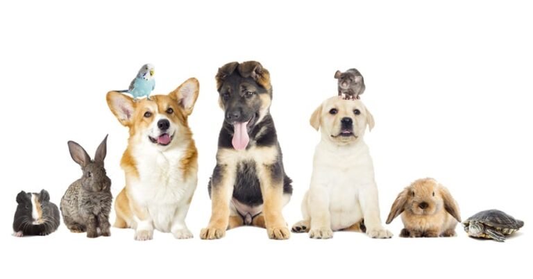 Ancaman Penyakit Zoonosis: Ketika Hewan Peliharaan Jadi Sumber Penularan yang Sering Diabaikan
Telah dibaca : 615 Kali.