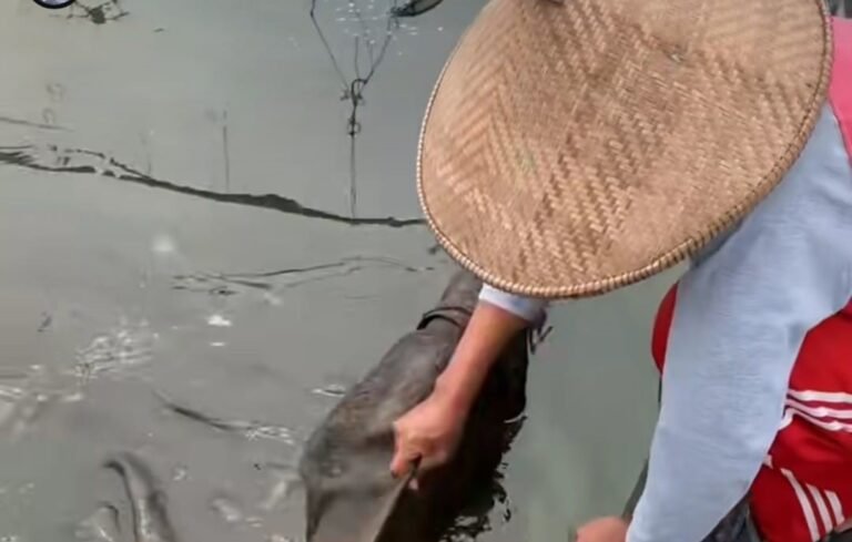 Ikan Lempuk Ranu Grati Diburu Nelayan
Telah dibaca : 640 Kali.