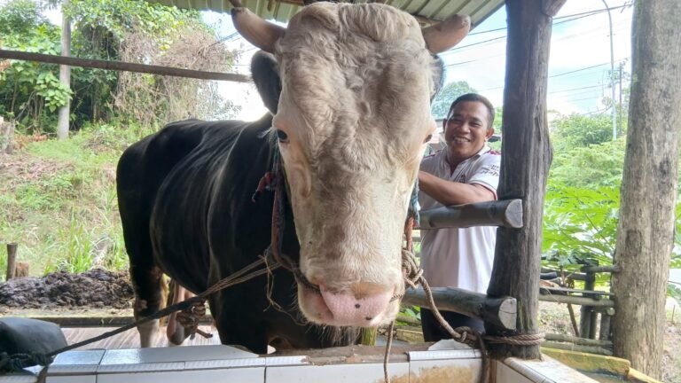 Tak Sekadar Pakan, Ini Kunci Peternak Samarinda Cetak Sapi Jumbo Kelas Presiden
Telah dibaca : 638 Kali.