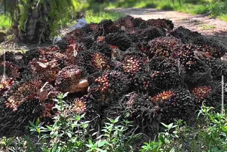 Pelemahan Harga CPO dan Kernel Picu Turunnya Harga TBS Sawit
Telah dibaca : 644 Kali.