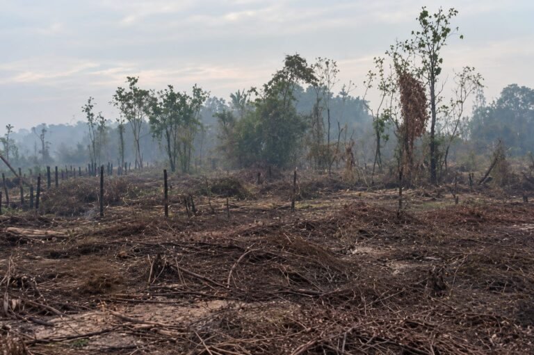 Karhutla Samarinda Capai 309 Kejadian, Tanggap Darurat Diperpanjang hingga 16 November
Telah dibaca : 625 Kali.