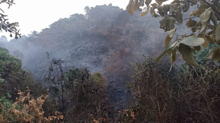 Karhutla Kian Memprihatinkan, Celni Dorong Pemerintah Tetapkan Bencana Nasional
Telah dibaca : 645 Kali.